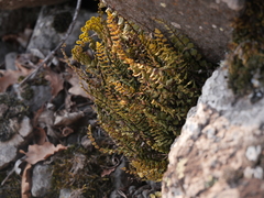 Asplenium trichomanes