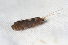Polyplectropus