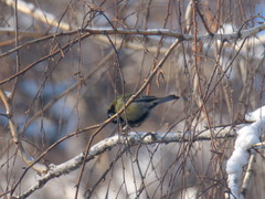Parus major