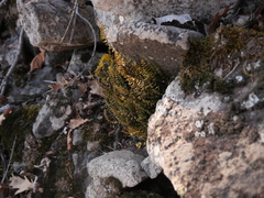 Asplenium trichomanes