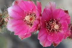 Opuntia pilifera