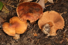 Cortinarius pyrophyllus