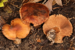 Cortinarius pyrophyllus