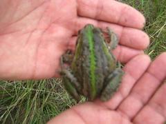 Ranoidea alboguttata