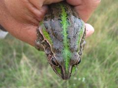 Ranoidea alboguttata