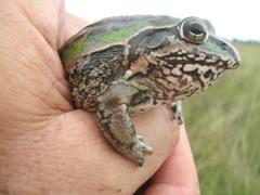 Ranoidea alboguttata