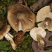 Tricholoma griseobrunneum - Photo (c) John Plischke, some rights reserved (CC BY-NC), uploaded by John Plischke