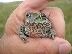 Ranoidea alboguttata