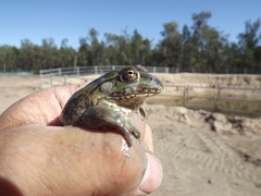 Ranoidea alboguttata