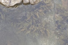 Sargassum incisifolium
