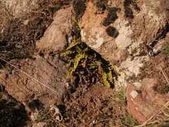 Asplenium ceterach ceterach