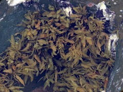 Sargassum incisifolium