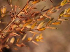Hypericum perforatum perforatum