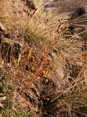 Hypericum perforatum perforatum