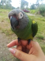Aratinga