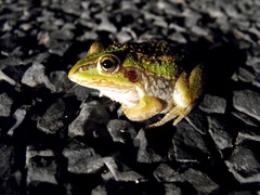 Ranoidea alboguttata