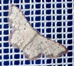 Idaea sublimbaria