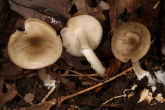Entoloma griseum
