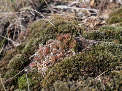 Saxifraga fragosoi