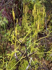 Lycopodium venustulum