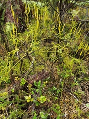 Lycopodium venustulum