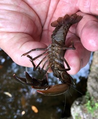 Cherax depressus