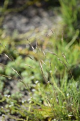 Deschampsia danthonioides
