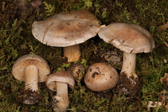 Cortinarius leiocastaneus