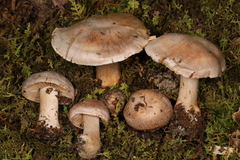 Cortinarius leiocastaneus