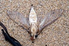 Agrius cingulata