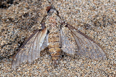 Agrius cingulata