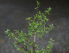 Coprosma propinqua