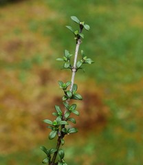 Coprosma propinqua