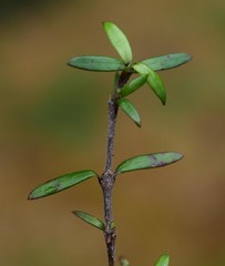 Coprosma propinqua