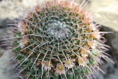 Mammillaria carnea