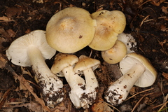 Tricholoma subaureum