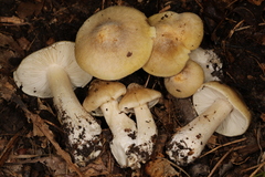 Tricholoma subaureum