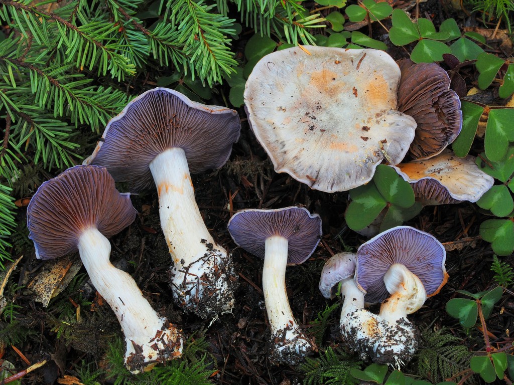 Phlegmacium albescens