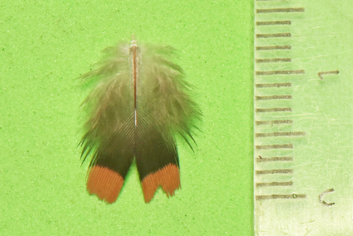 Plume de Tourterelle maillée