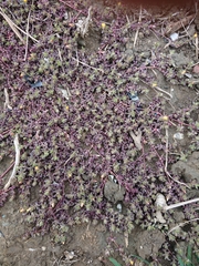 Portulaca quadrifida