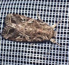Spodoptera littoralis
