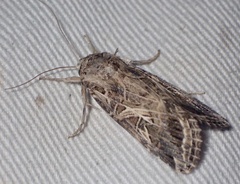 Spodoptera littoralis