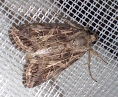 Spodoptera littoralis
