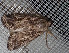 Spodoptera littoralis