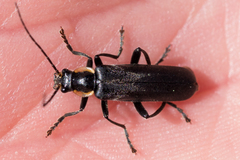 Cantharis paradoxa