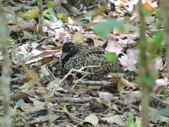 Turnix melanogaster