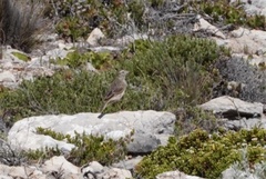 Anthus australis