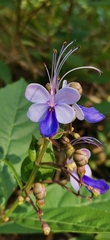 Rotheca myricoides