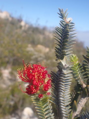 Melaleuca velutina