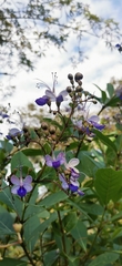 Rotheca myricoides
